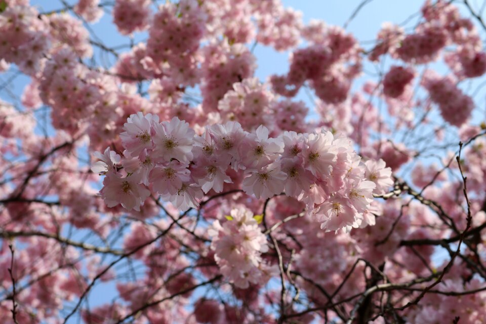 Tree nature flowers