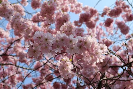 Tree nature flowers