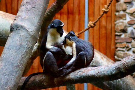 Monkey sitting monkey zoo