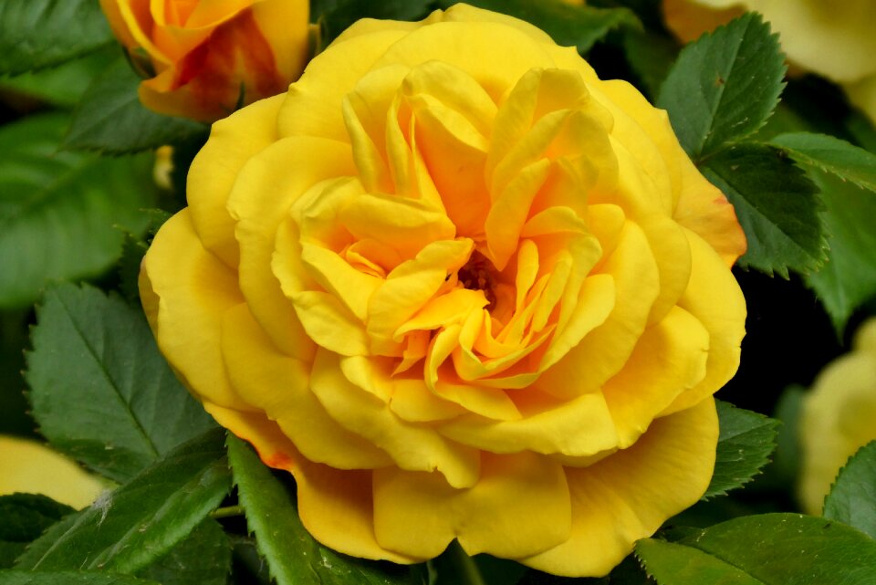 Flower yellow garden