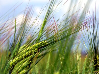 Agriculture power cereal