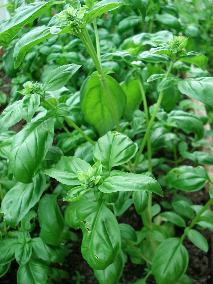 Herbs spices green basil