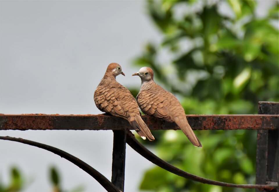 Dove natural wild photo