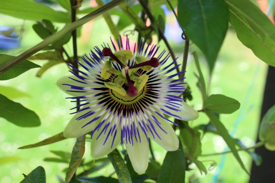 Close up blue passion flower flowers