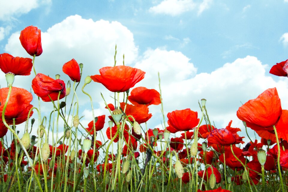 Wild flower field poppy