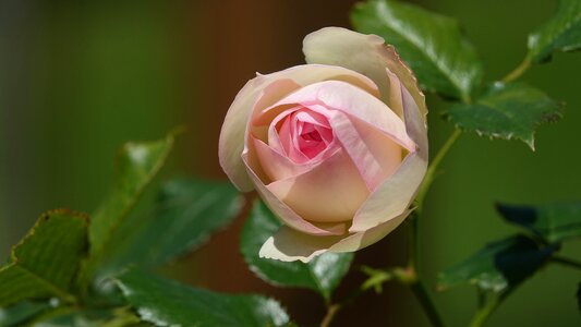 Rose bud garden flower