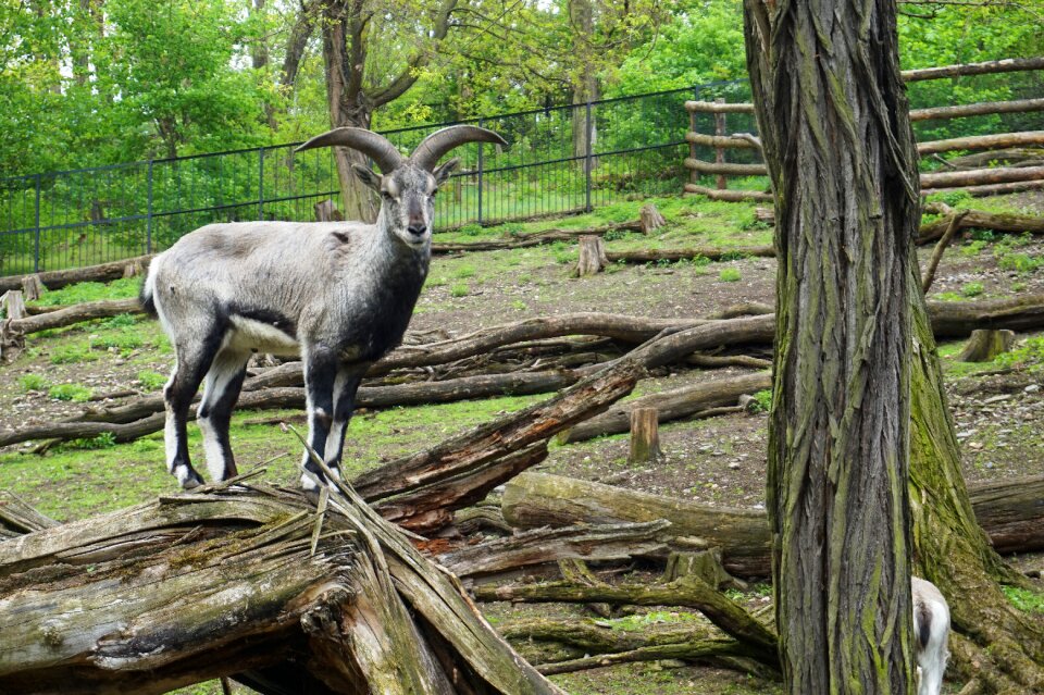 Czechia naur zoo