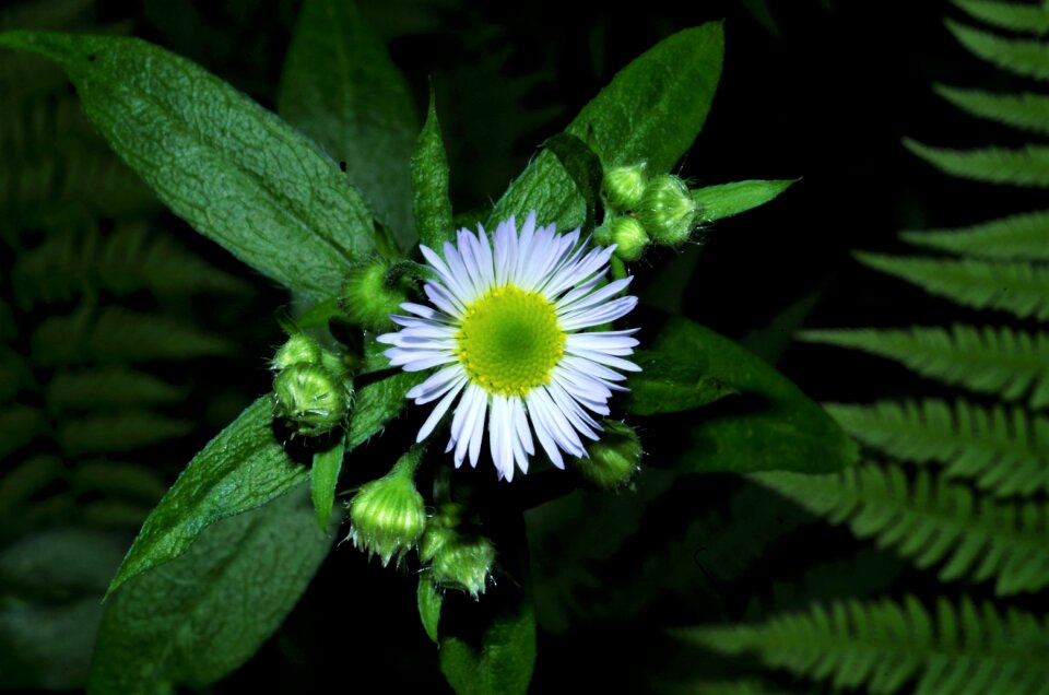 White daisy margaret wild wild flower
