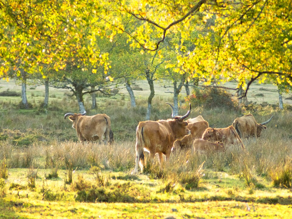Animal cattle agriculture