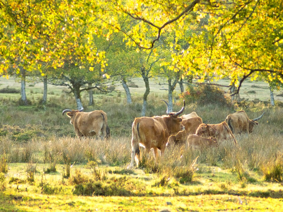 Animal cattle agriculture photo