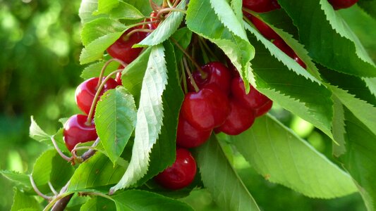 Cherry tree sweet cherry ripe
