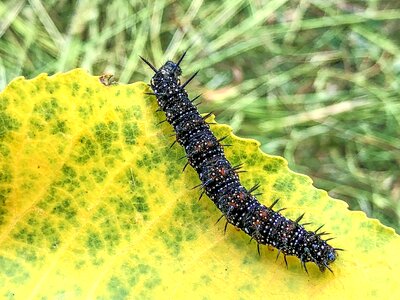 Caterpillar animal insect photo