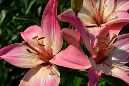 Nature garden lily photo