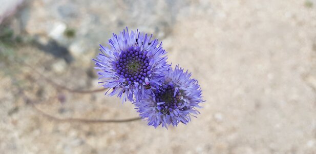 Spring field flower