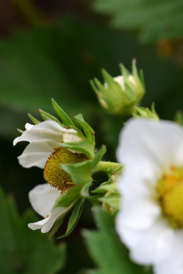 Flower summer berry