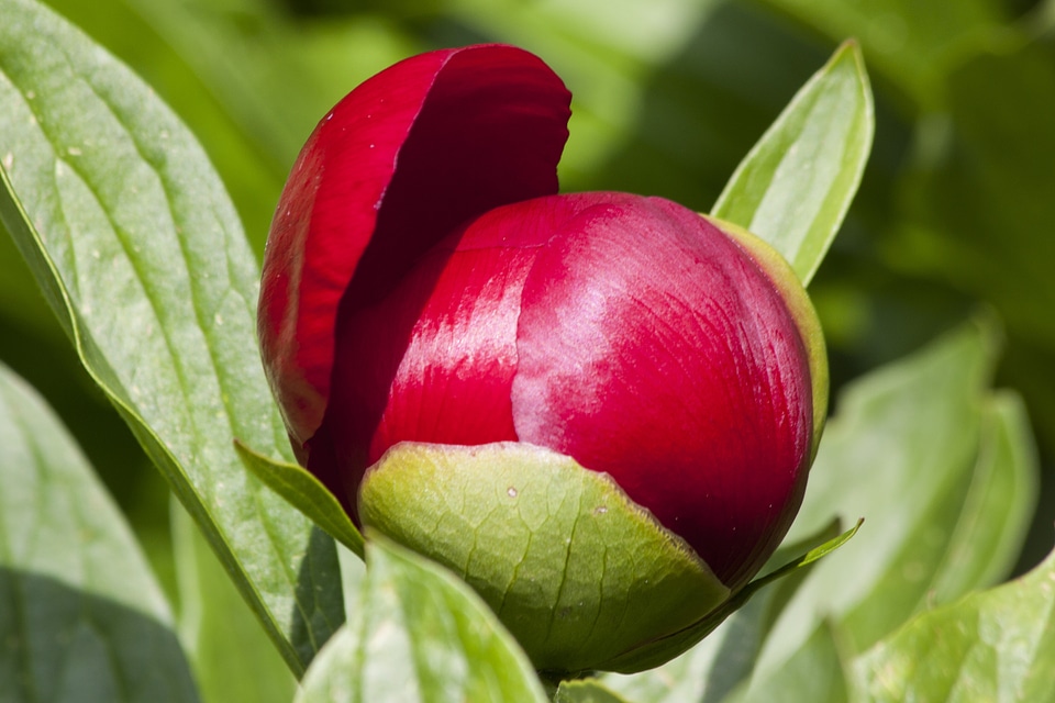 Flora spring blossom