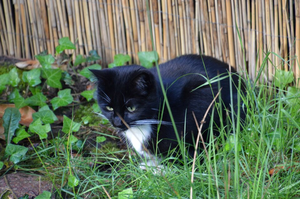 Garden idyll relax