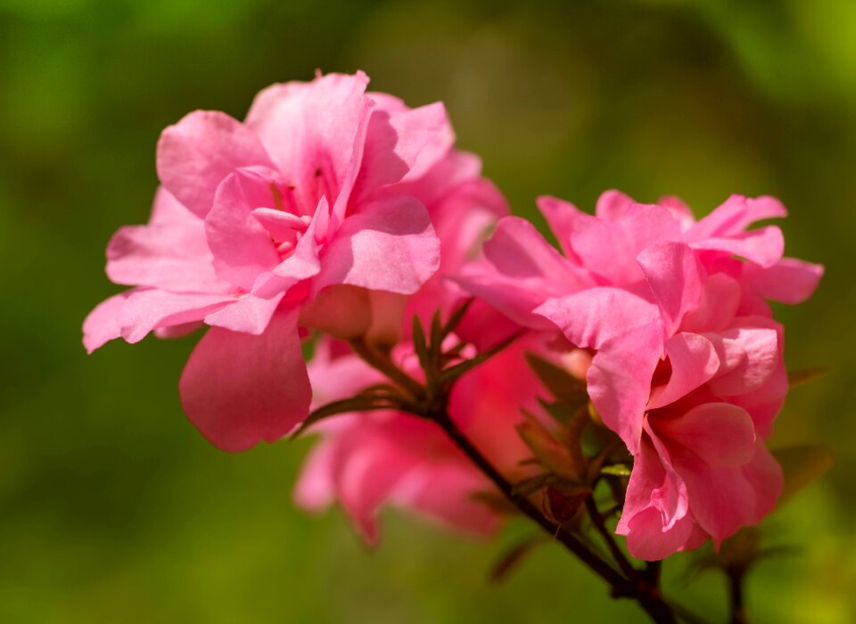 Flower spring flowers