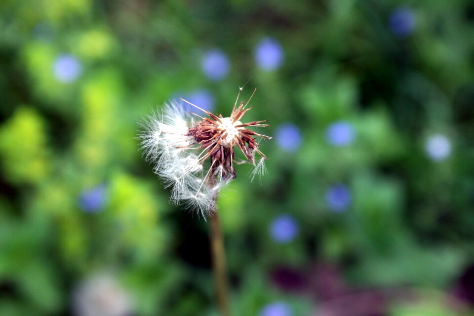 Plant green grass