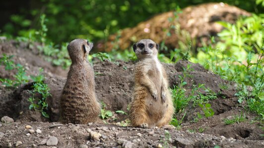 Nature tiergarten curious photo