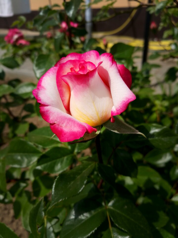 Summer macro pink roses