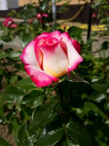 Summer macro pink roses photo