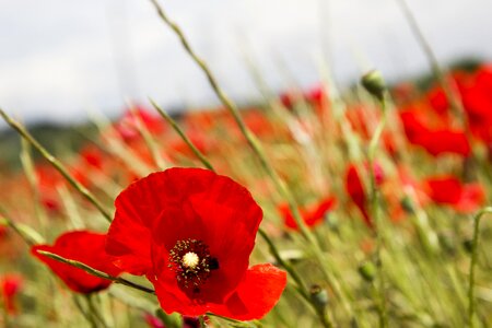 Wild flower nature sky photo