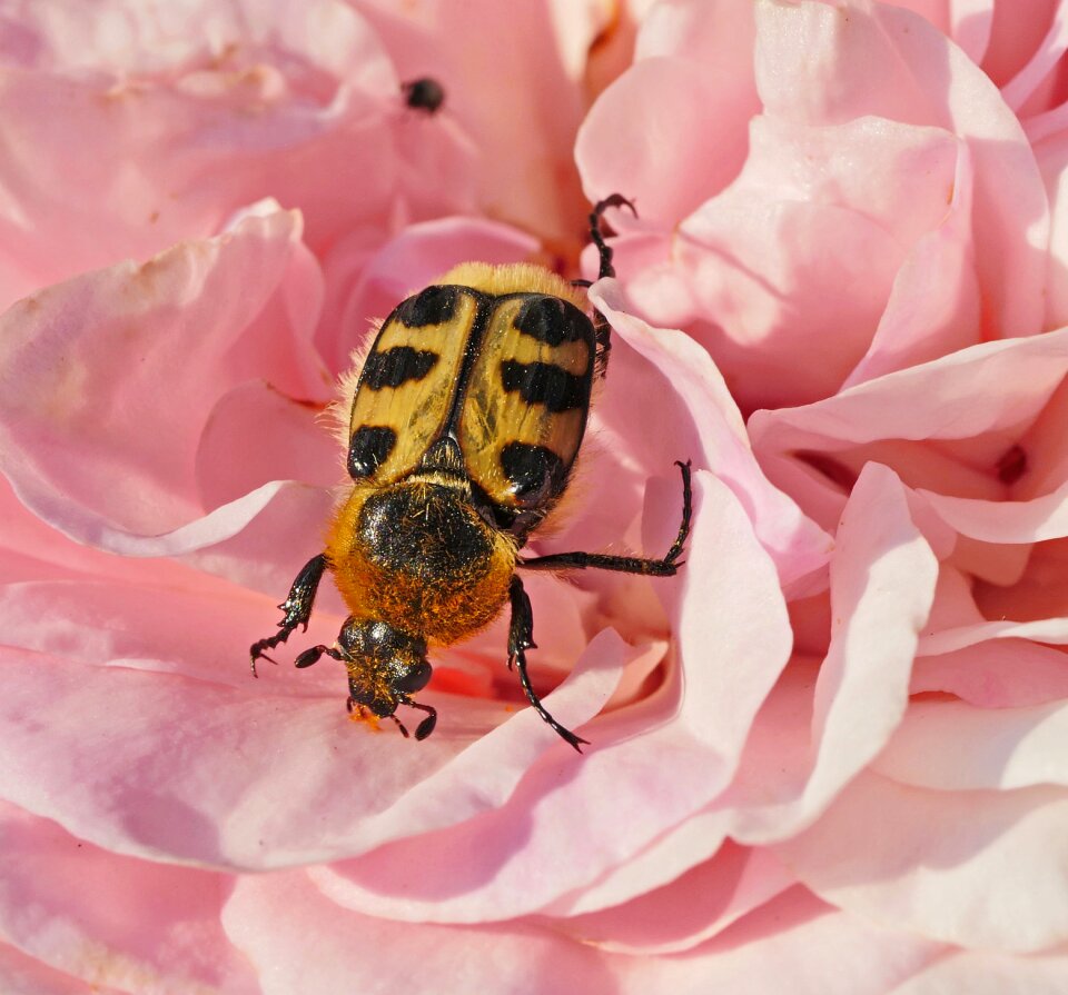Spotted petals insect