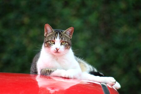 Animals nature domestic animals