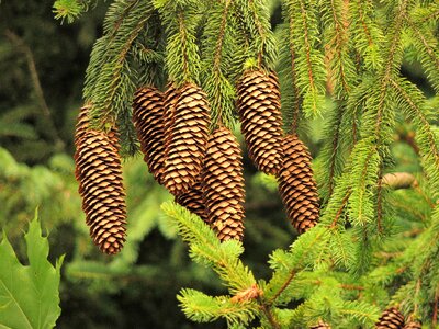 Conifer forest flower