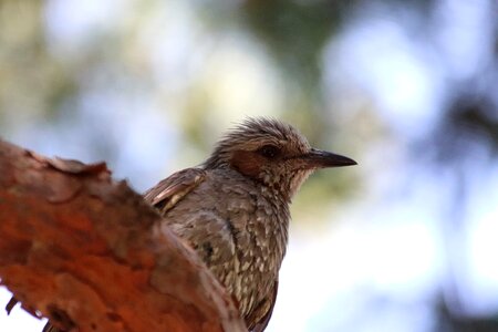 Passerine birds park