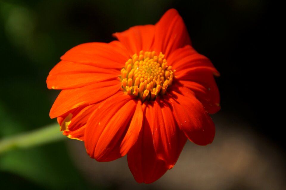 Bloom close up spring photo