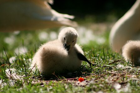 Lake poultry chicks