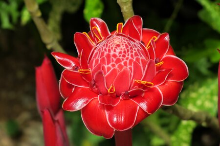 Red blossom bloom