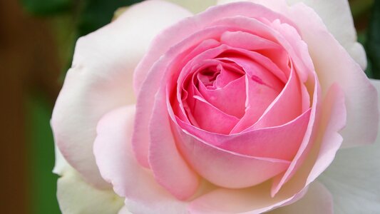 Love garden spring