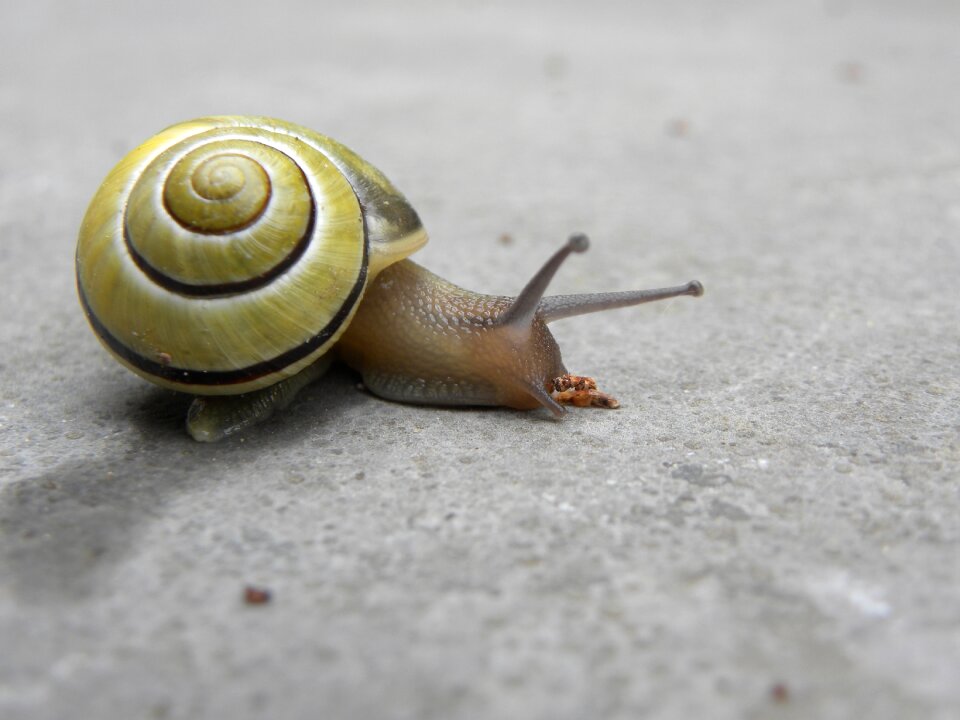 Cochlea invertebrates slow