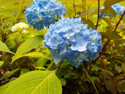 Blue energy natural