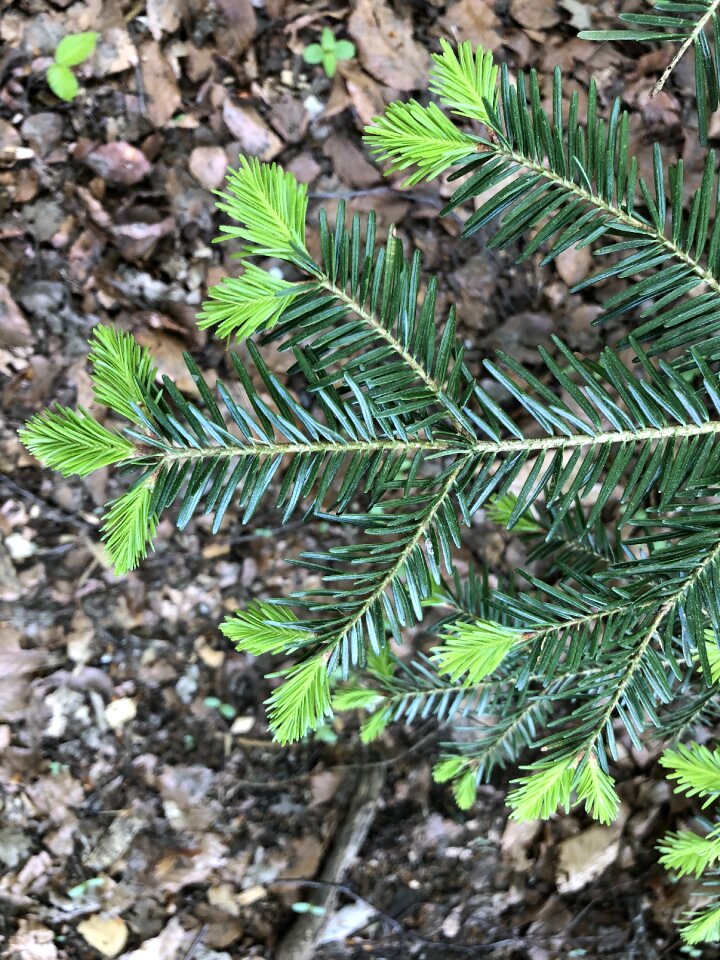 Spring bud fir tree photo