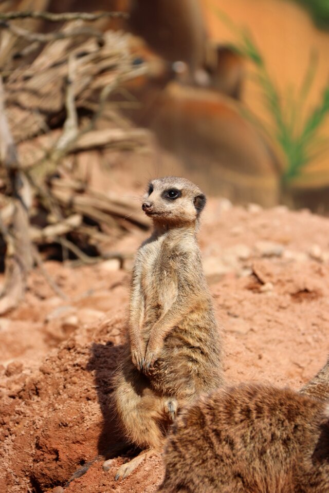 Zoo animal mammal