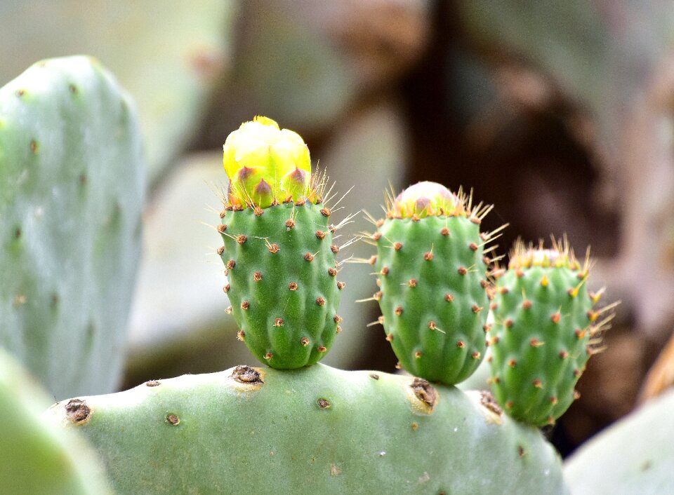 Flowering cactus flowering desert