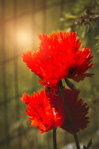 Mohngewaechs red poppy blossom
