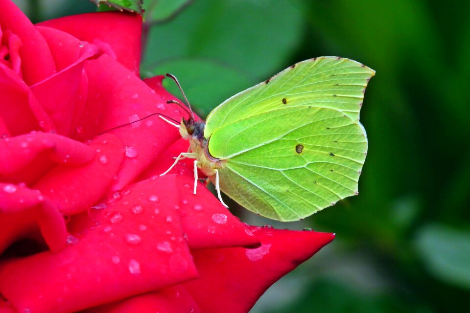 Flower rose the petals