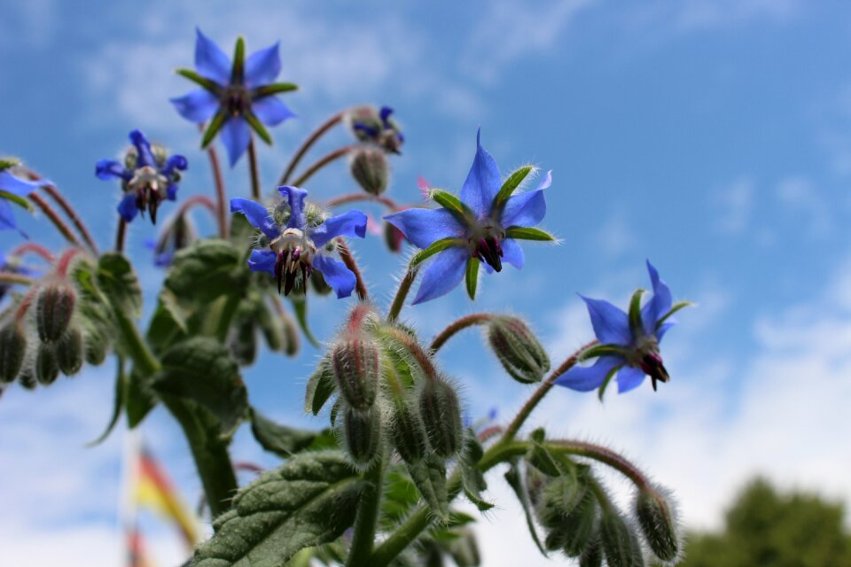 Bloom borretschblüte cucumber herb