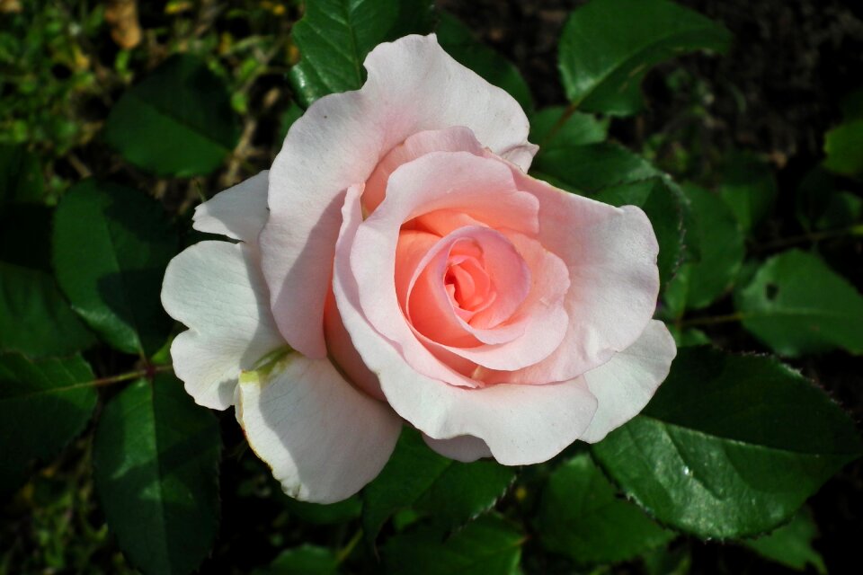 Macro nature the petals