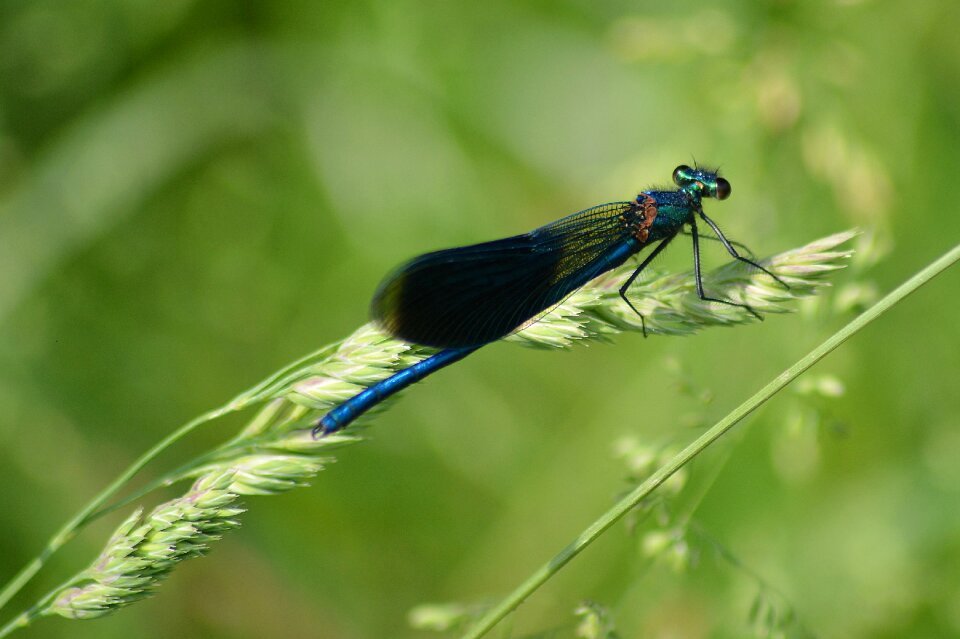 Meadow nature animal world