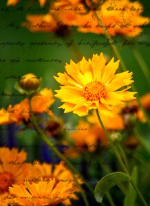 Letter summer romantic