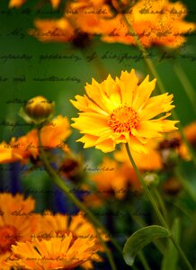 Letter summer romantic photo