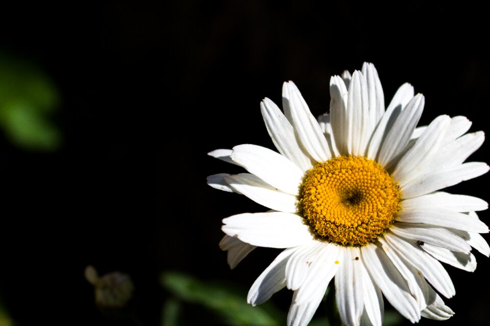 Plant spring yellow