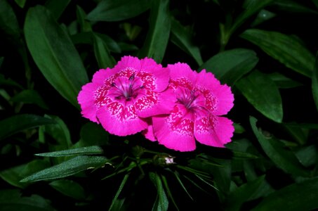 Carnations carnations variegated photo