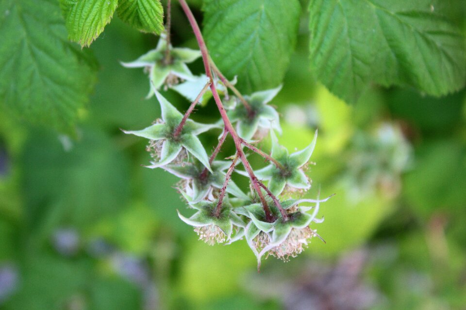 Frambozenstruik frambozensmaak fruit